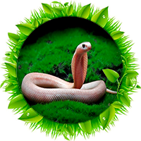 Cobra